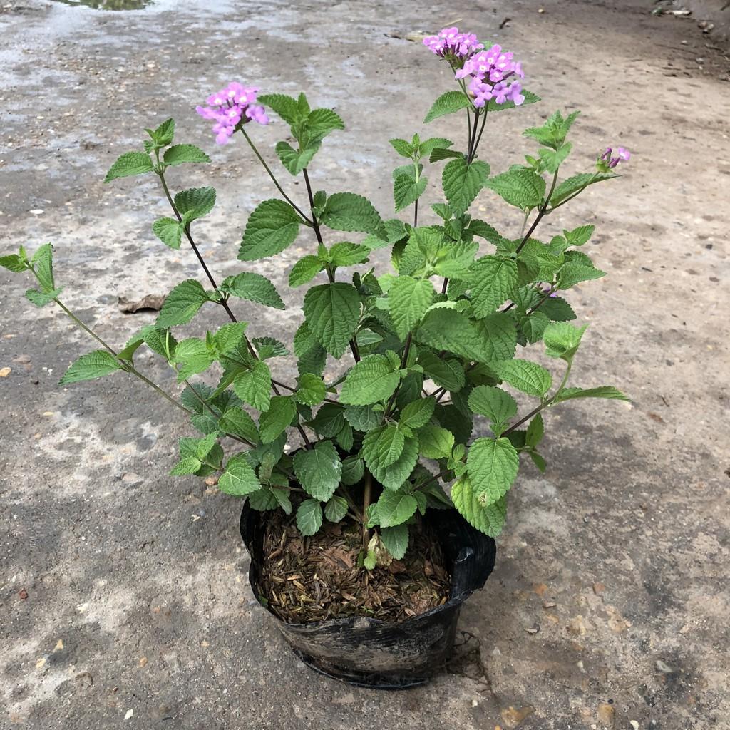 Cây hoa ngũ sắc tím rủ, chiều cao 20cm tán suê tròn sức sống khỏe phát triển nhanh thích hợp trang trí ban công
