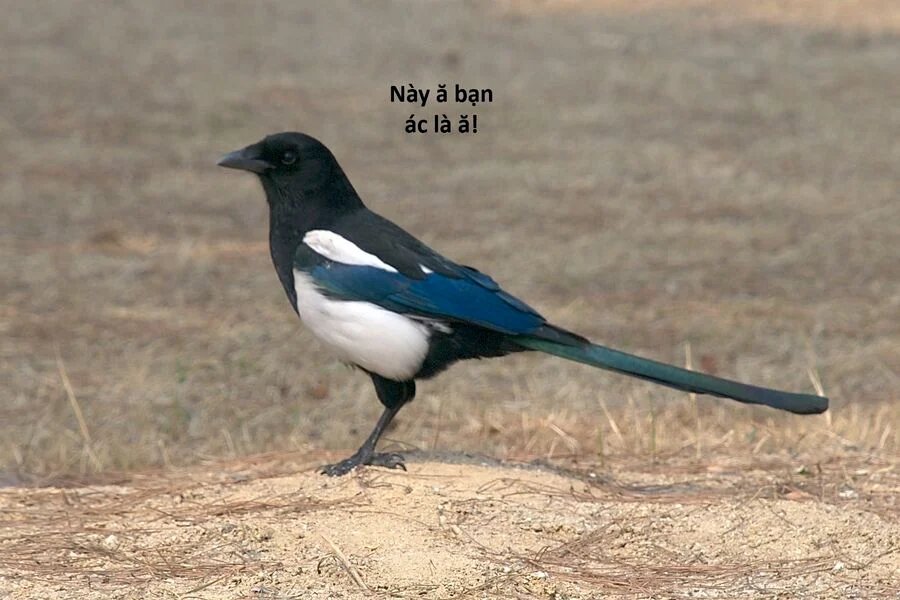 sự lụi tàn của usuzumi chapter 121 51