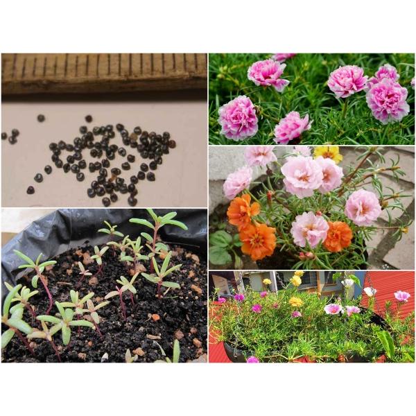 Hạt Giống Hoa Mười Giờ Mỹ Kép -