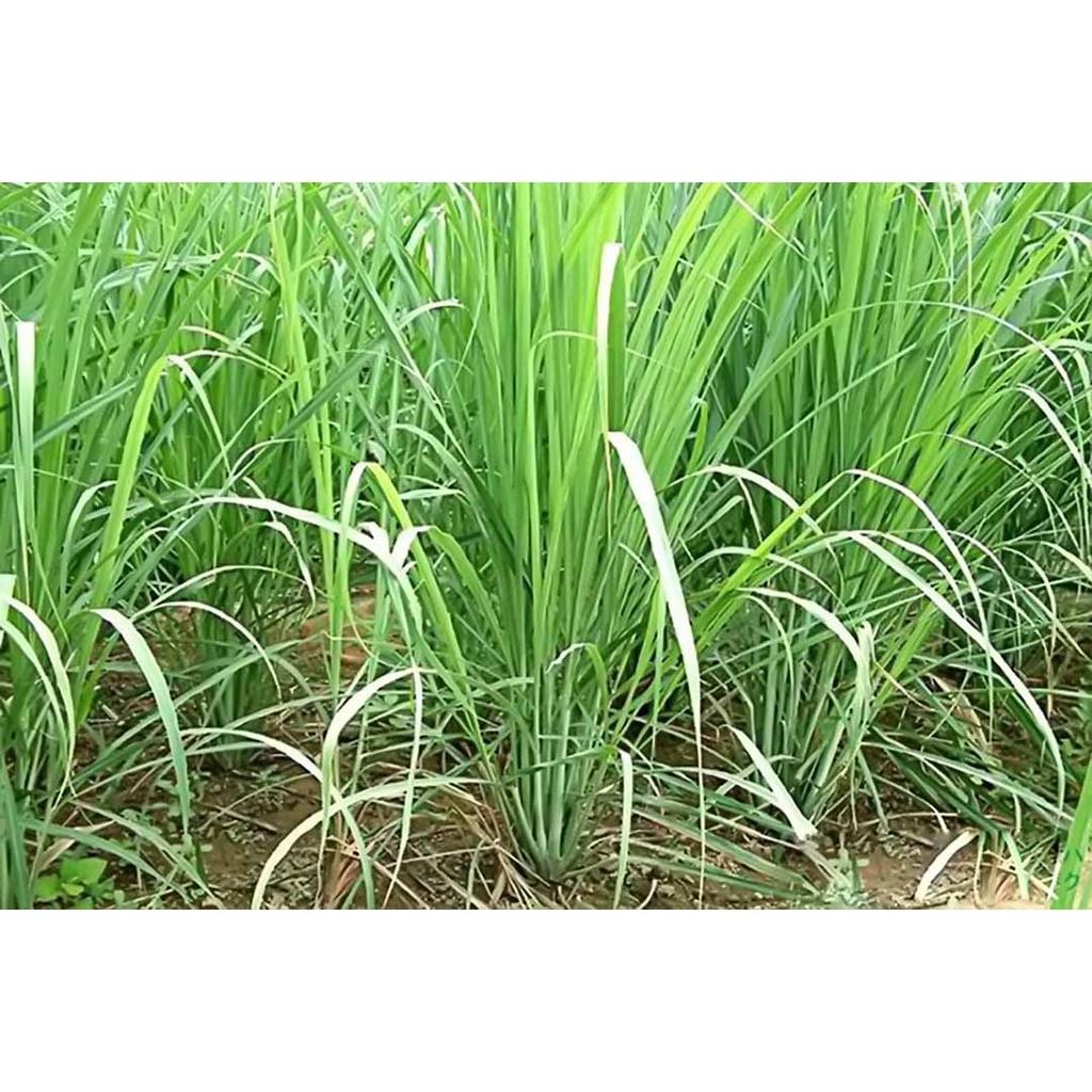 1kg sả tươi sạch  bao gồm cả củ, thân và lá - cây nhà trồng