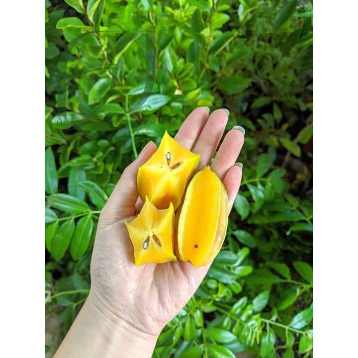 CÂY GIỐNG KHẾ NGỌT TRỒNG CHẬU