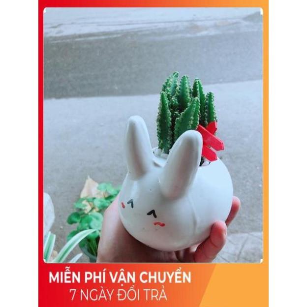 Chậu Xương Rồng Thanh Sơn Thỏ Trắng