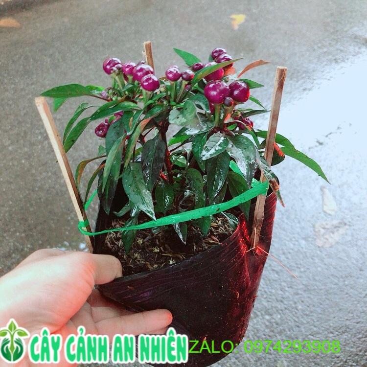 Bụi Ớt Tím