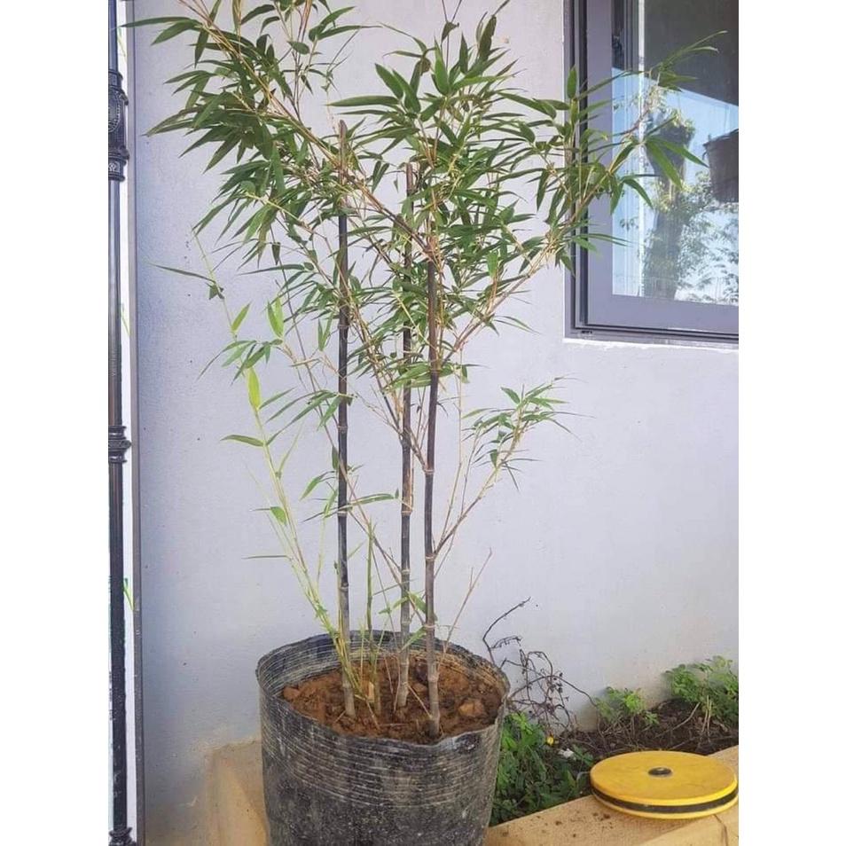 Cây trúc đen cực quý hiếm -1 chậu nhiều thân lùn mini- làm cây phong thủy, tiểu cảnh