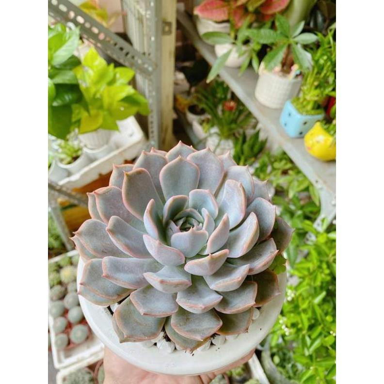 Chậu Sen Đá Tím Cánh Cứng Bán Chạy