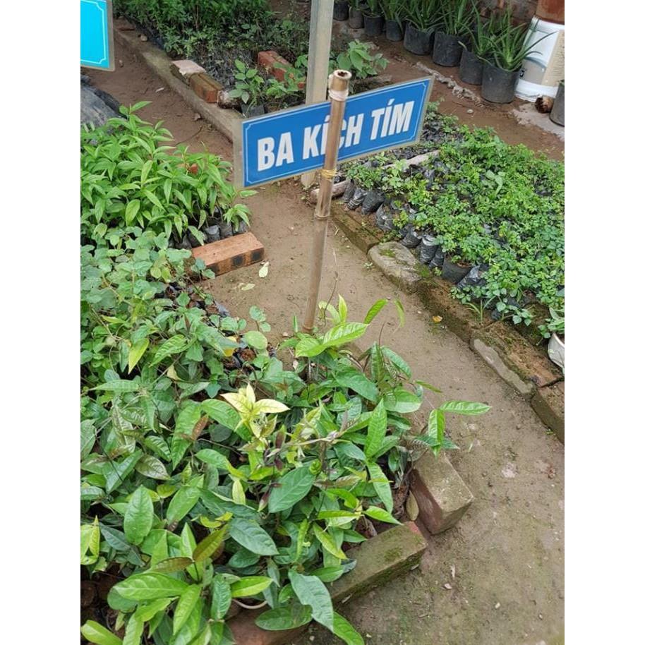 Combo 10 cây giống ba kích tím chuẩn