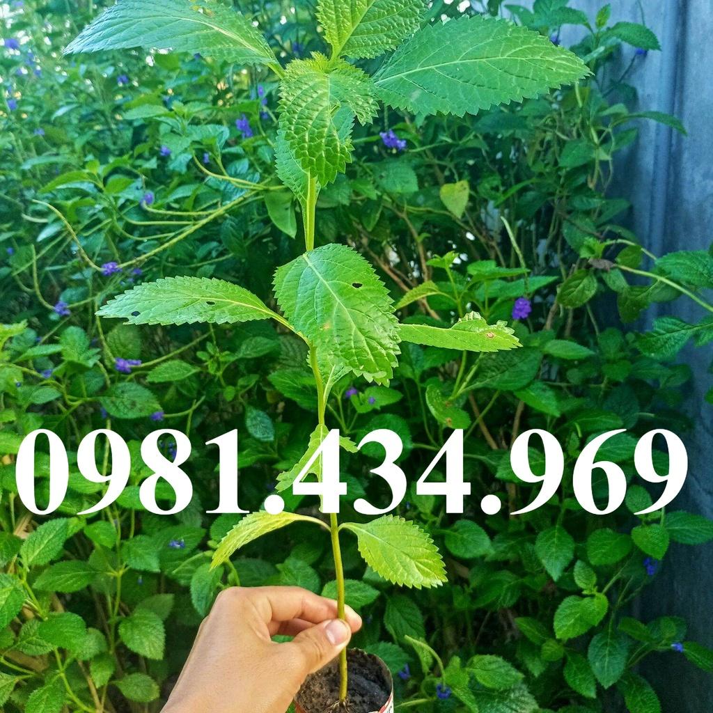 Cây Đuôi Chuột Giống 03 Cây