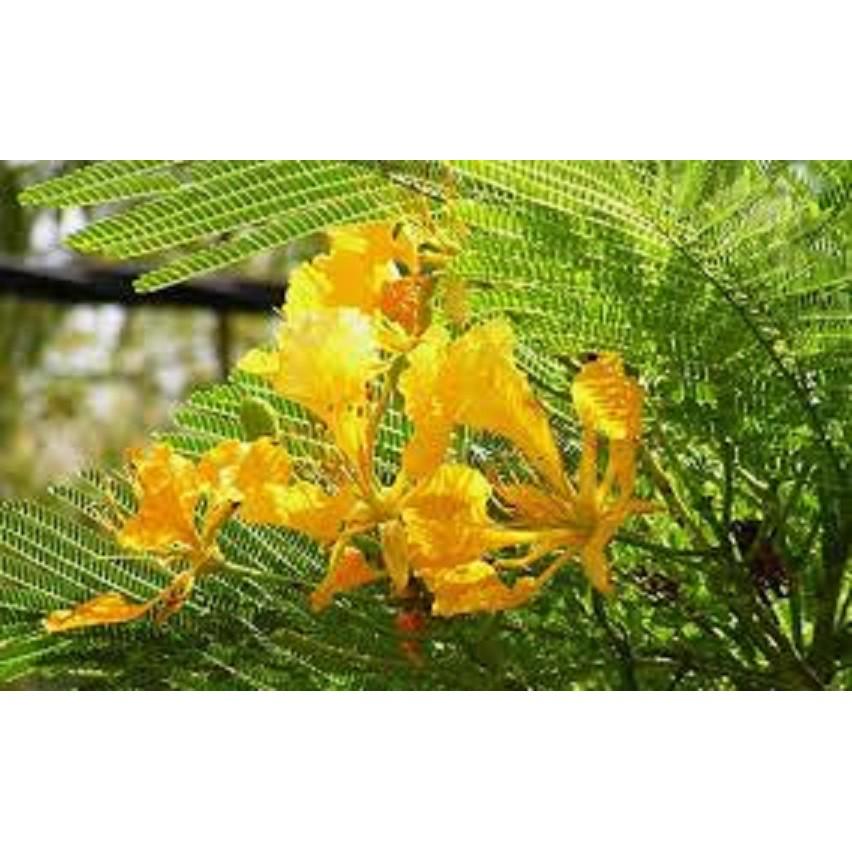 CÂY GIỐNG CÂY HOA PHƯỢNG VÀNG SIÊU ĐẸP