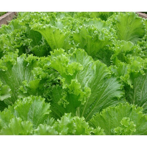 Hạt Giống Rau Cải Bẹ Mào Gà - Siêu Năng Suất - Gói 50Gr