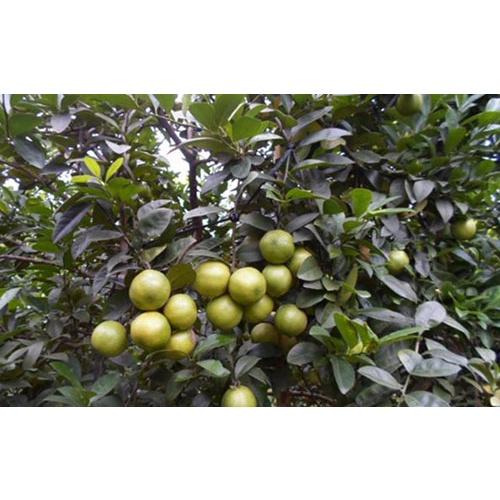 Cây giống chanh đào chất lượng cao, sạch bệnh, chuẩn giống, cây lùn siêu trái dễ trồng