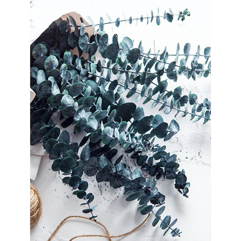 Hoa trang trí, decor phòng - Preserved Frosted Natural Eucalyptus – Lá bạch đàn