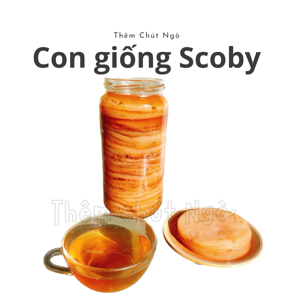 Combo Trà Kombucha 1L đầy đủ nguyên liệu nuôi Scoby làm trà Kombucha (dùng để làm 0,5 lít)