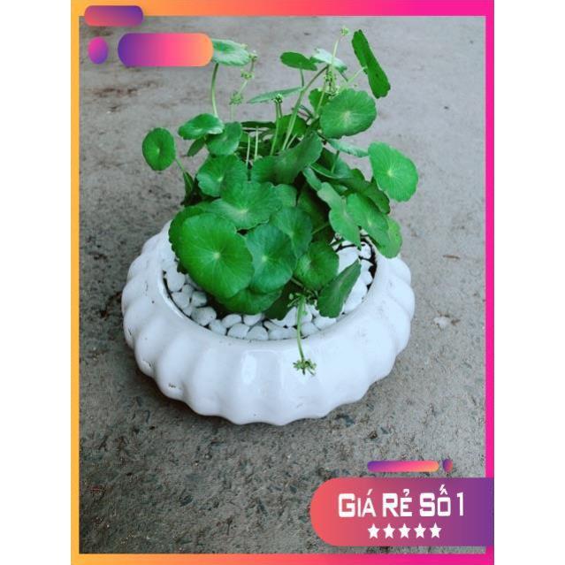 Chậu Cỏ Đồng Tiền
