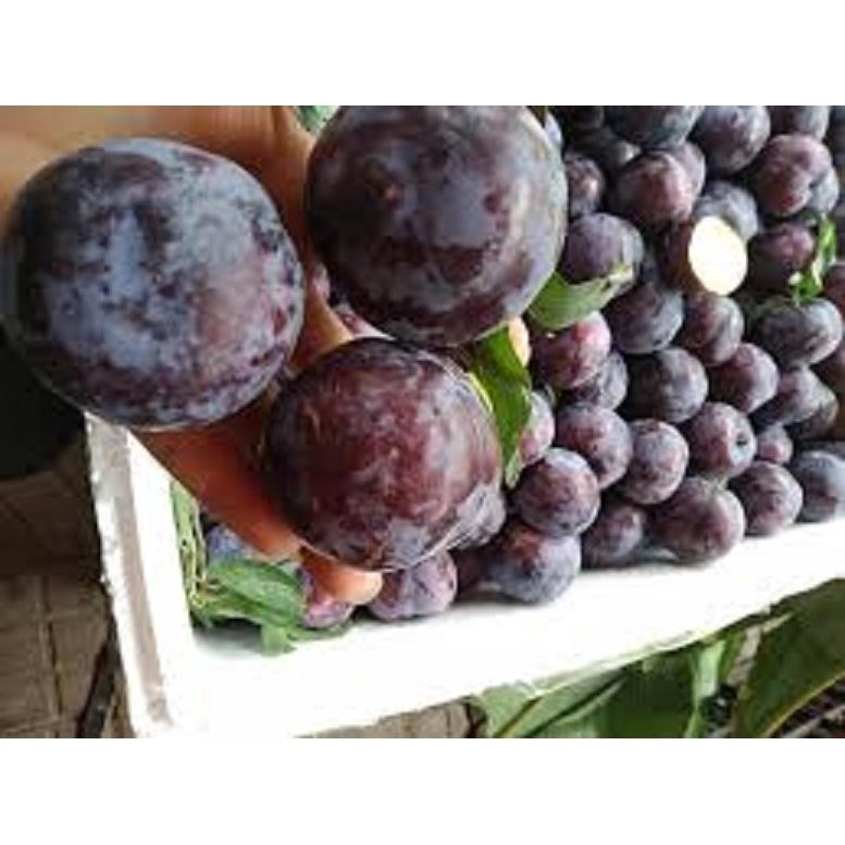 Cây mận tím, cây mận quả vỏ tím, quả mận tím siêu ngọt ngon siêu sai quả