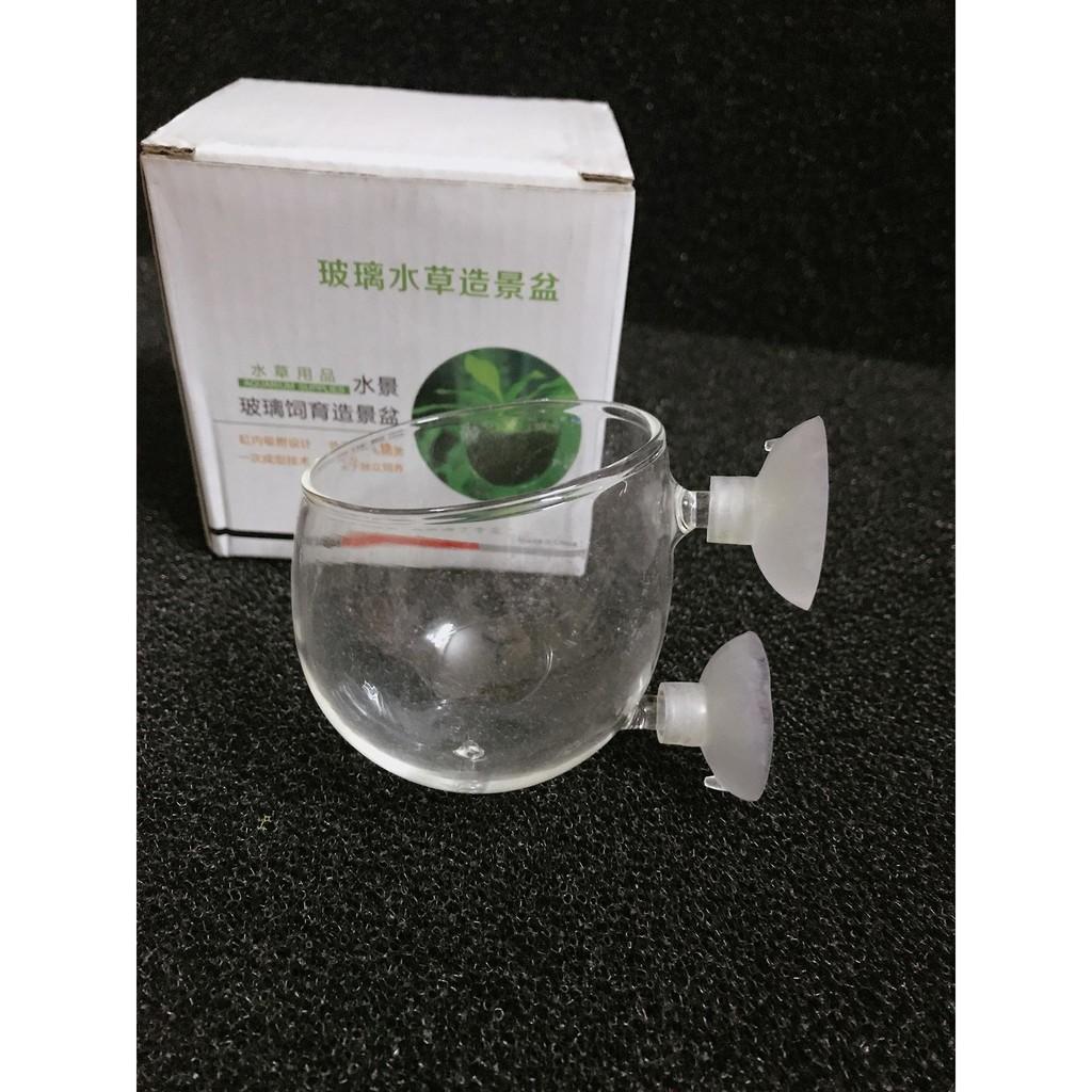 Cốc trồng cây thủy sinh