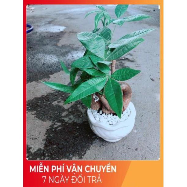 Chậu Kim Ngân Nơ