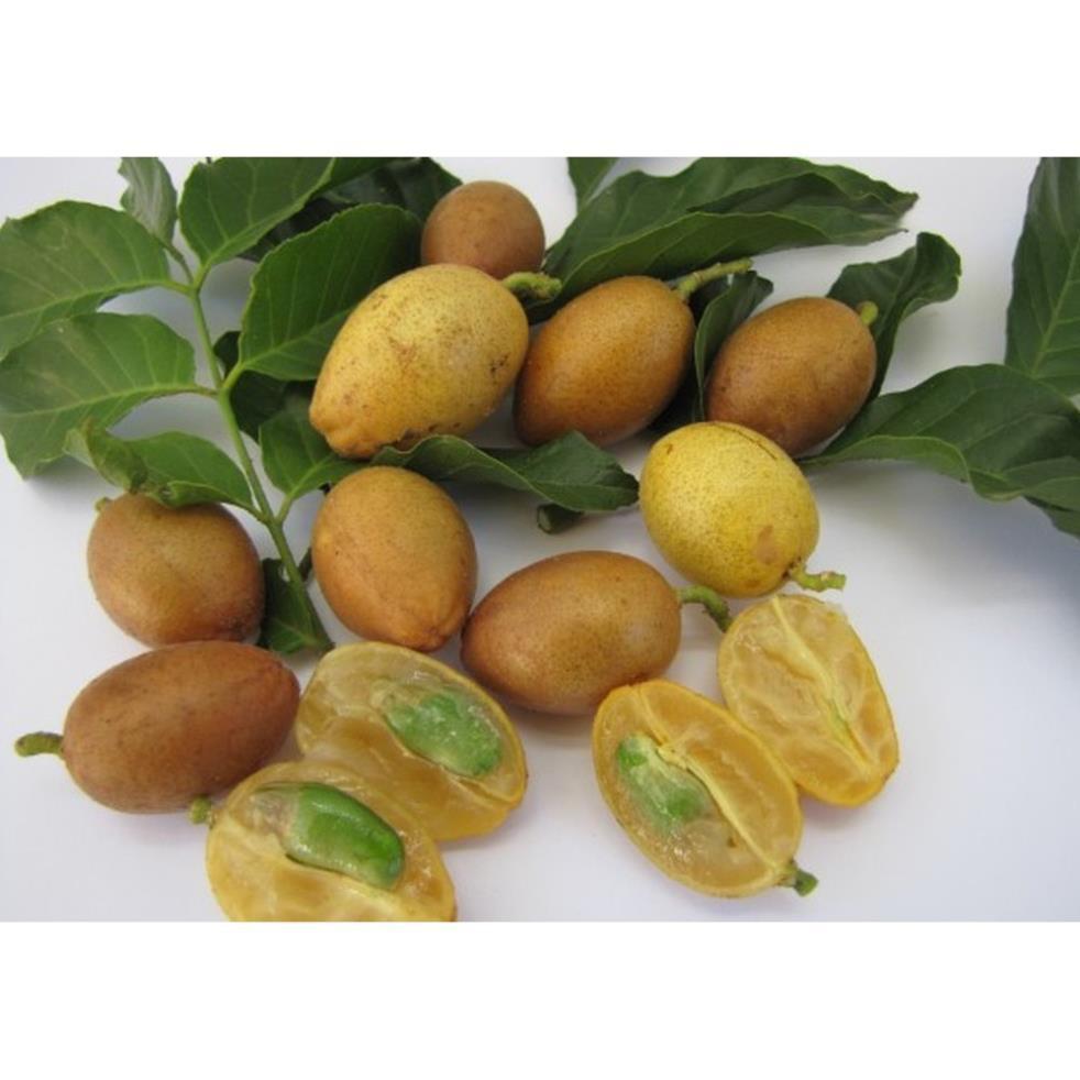 Sản phẩm CÂY QUẤT HỒNG BÌ