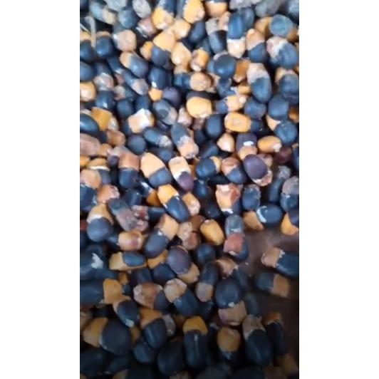 500 gram hạt giống cà te, gõ đỏ