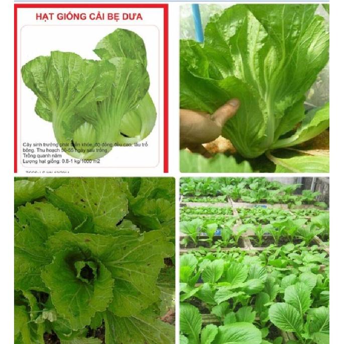 Hạt giống rau cải bẹ dưa cao sản - Gói 1kg