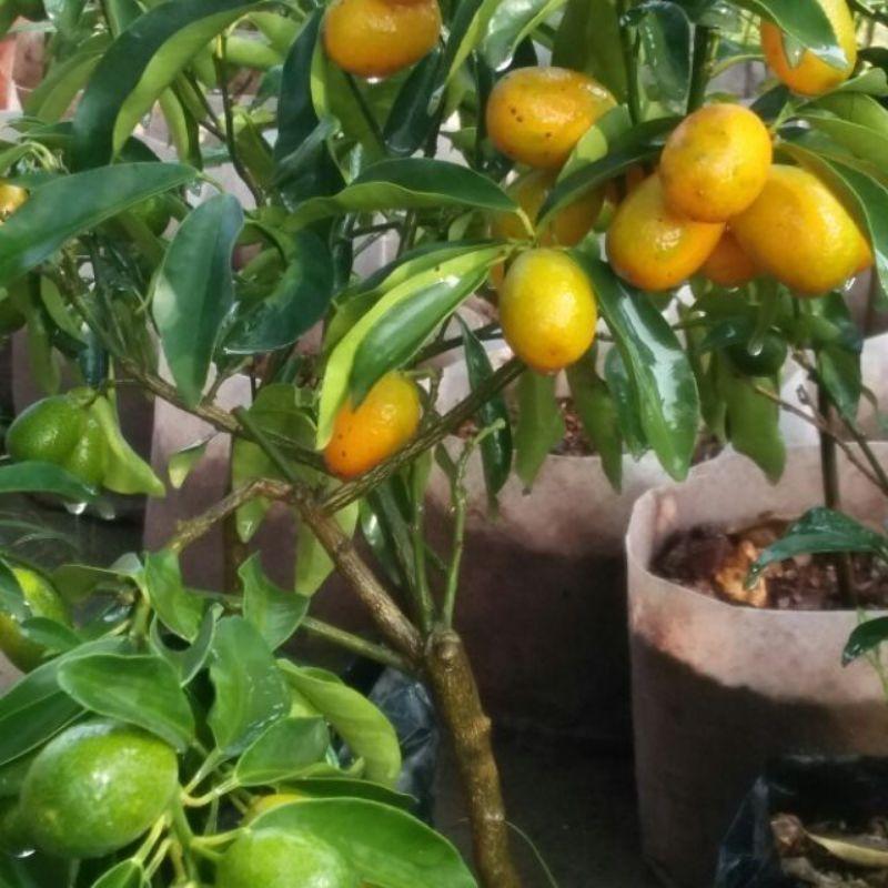 Cây Giống Tắc Thái Trái Dài