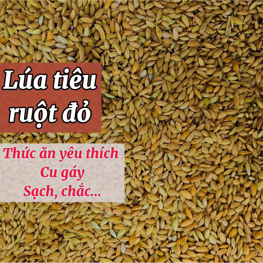 Lúa tiêu ruột đỏ, thức ăn yêu thích chim cu gáy 1kg