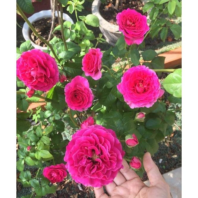 Hoa Hồng Ngoại Kates Rose- Hương Thơm Hiếm Có- cây giống rễ trần