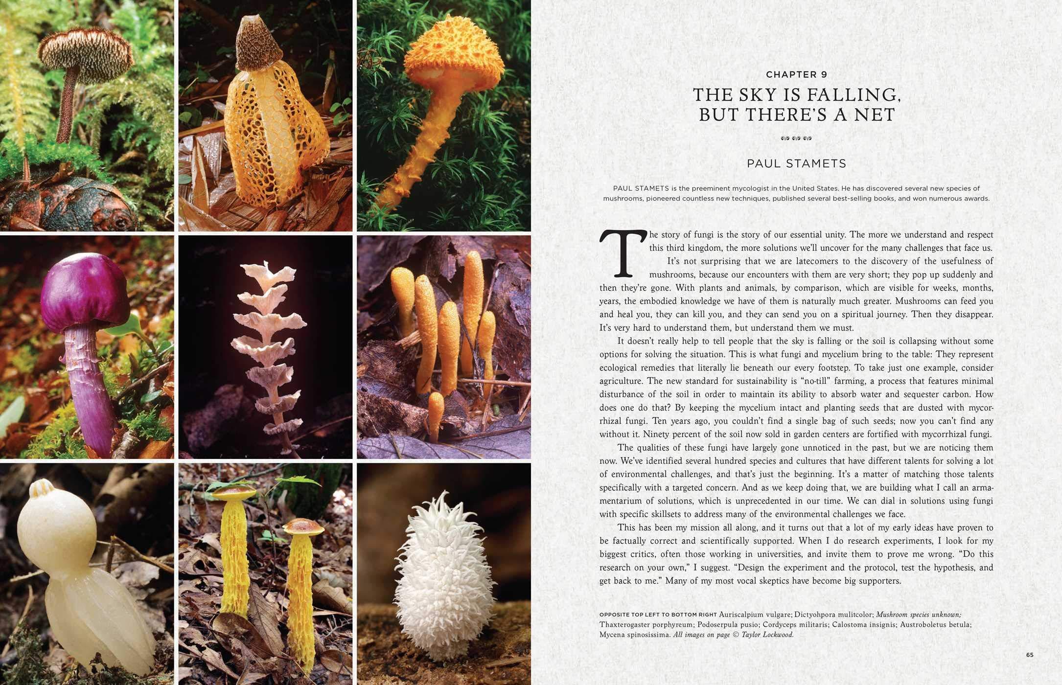 Fantastic Fungi: How Mushrooms Can Heal, Shift Consciousness, And Save The Planet