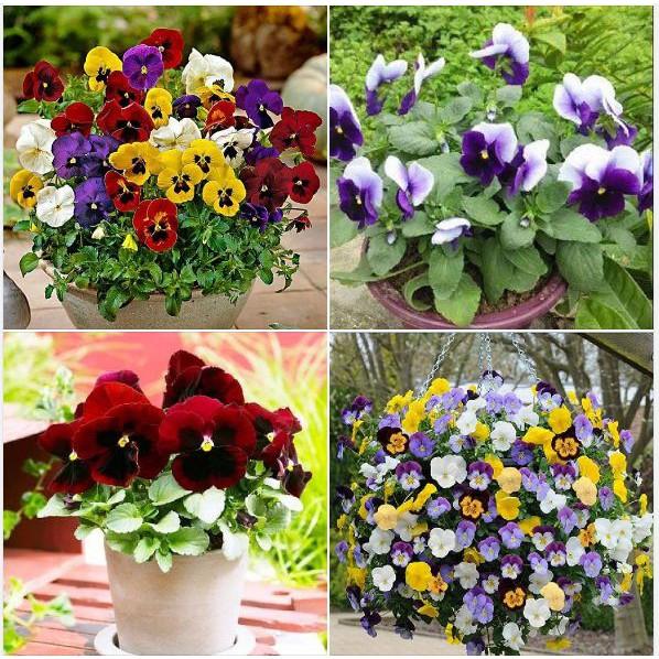 Hạt giống hoa pansy hoa cánh đơn nhiều màu 100 hạt/gói