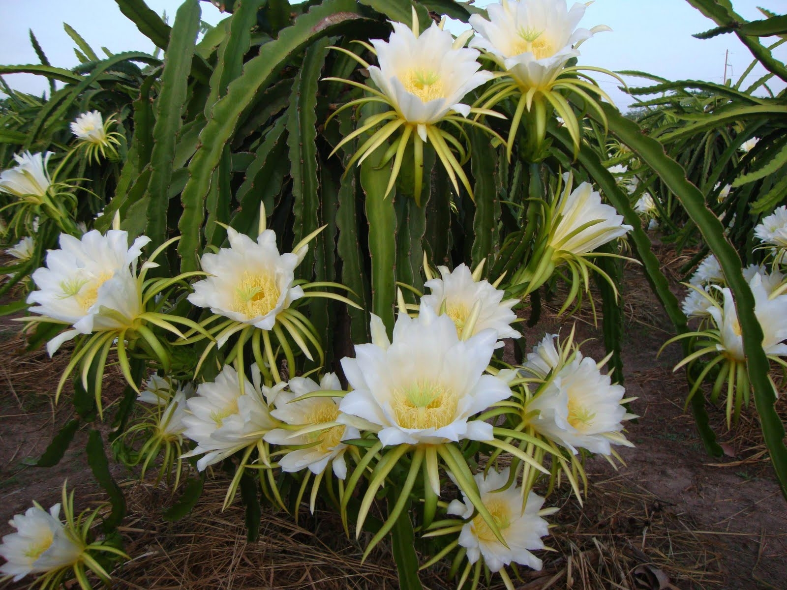 FLOWER THÚC RA HOA- Giúp cây trồng ra hoa nhanh, nhiều đồng loạt khoẻ, hạn chế rụng hoa