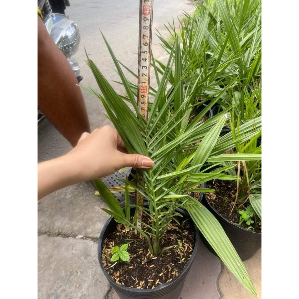 CÂY GIỐNG CHÀ LÀ TRUNG ĐÔNG - GIỐNG CÂY NHẬP KHẨU - HÀNG CHUẨN