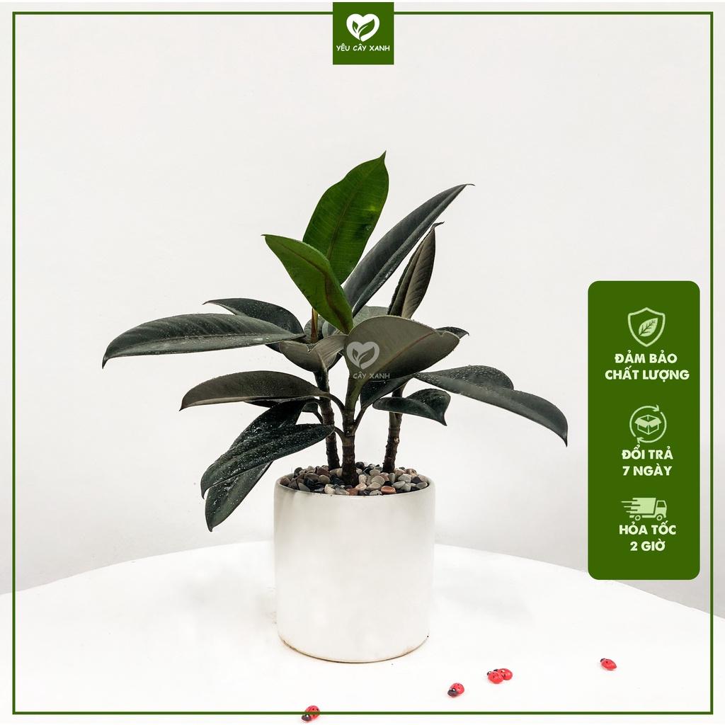 Cây Đa Búp Đỏ 3 Thân để bàn hợp phong thủy tượng trưng cho sự may mắn, hạnh phúc