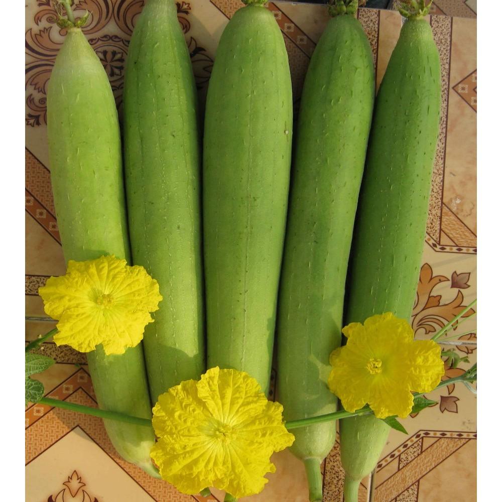Hạt giống mướp hương 7 lá f1