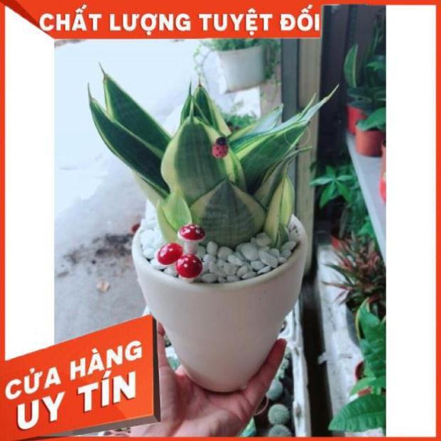 Chậu lưỡi hổ thái vàng hay lưỡi mèo