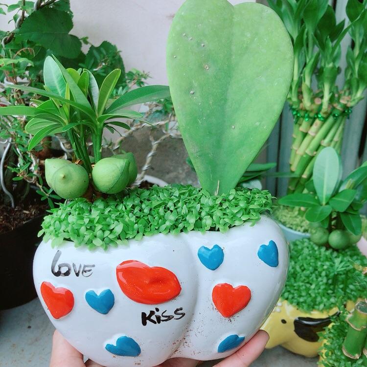 Chậu Cây May Mắn Tài Lộc