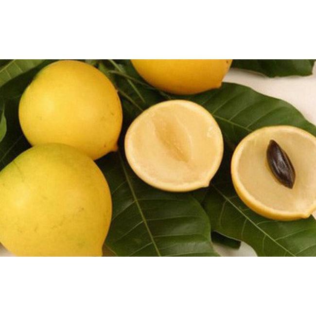 CÂY GIỐNG VÚ SỮA HOÀNG KIM GHÉP .