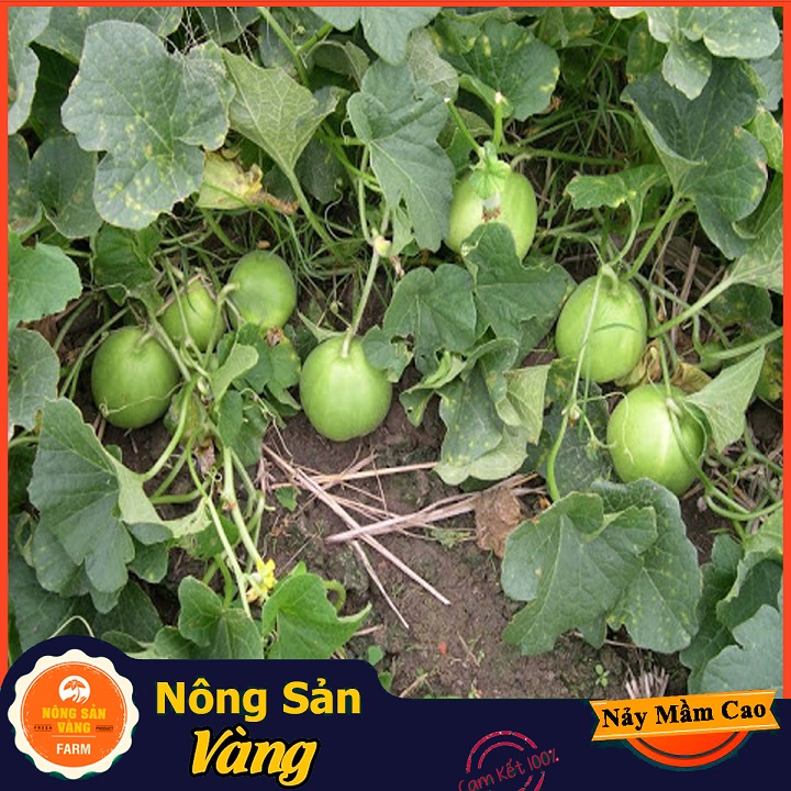 Hạt giống Dưa Lê Siêu Ngọt - Nông Sản Vàng