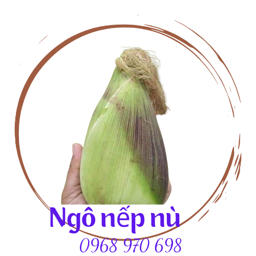 Hạt giống ngô nếp nù chính hãng gói 100 gram
