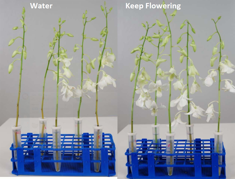 Nước cắm hoa lâu tàn Keep Flowering