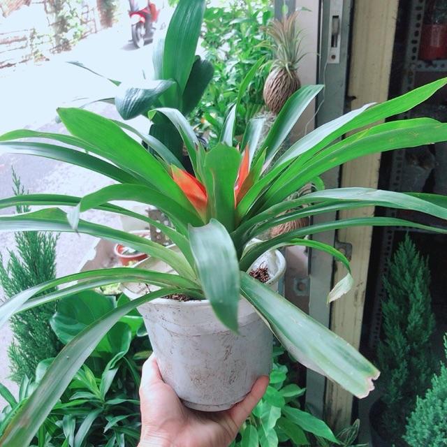 Cây Phong Lộc Hoa