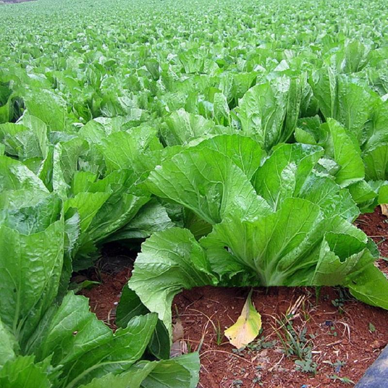Hạt Giống Rau Cải Bẹ Dưa -