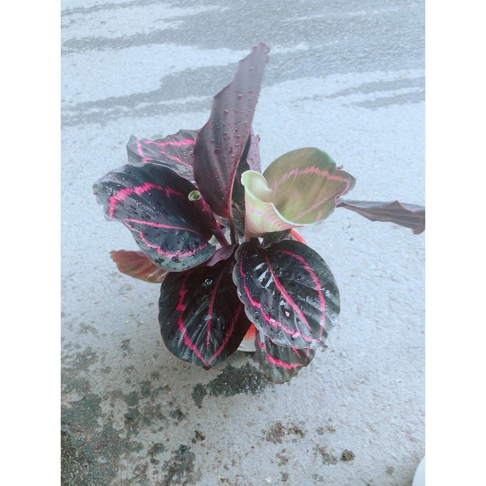 Chậu Đuôi Công Tím