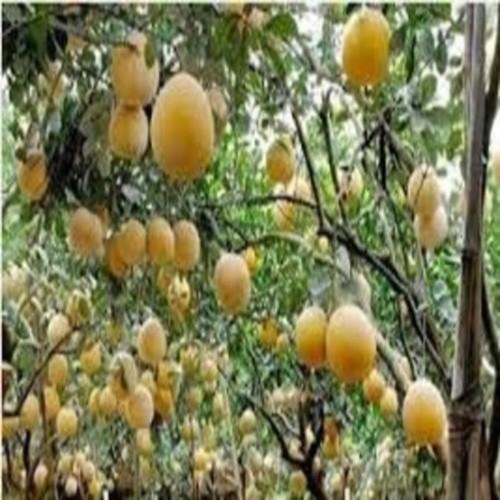 CÂY GIỐNG BƯỞI DIỄN