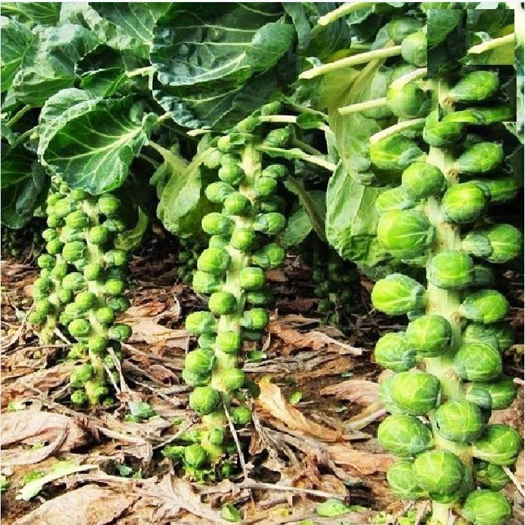 Hạt giống bắp cải tí hon xanh CT1 - Gói 20 hạt