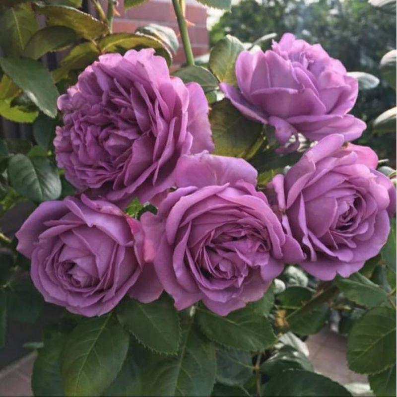 Hoa hồng Kinda Blue rose – Nàng thơ tím lavender hút hồn triệu tín đồ yêu hoa- cây thân gỗ dáng tree