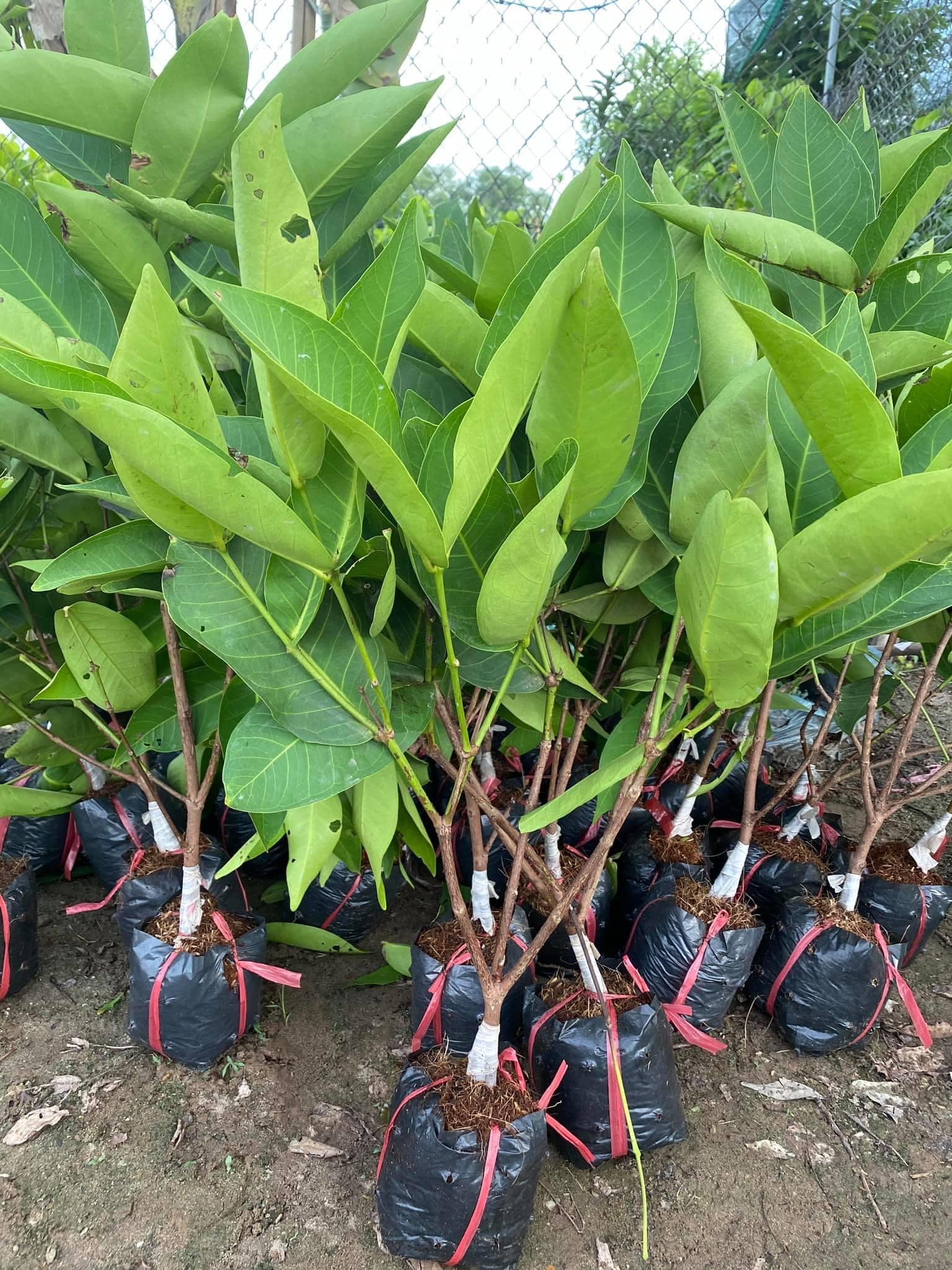 CÂY GIỐNG ROI ĐỎ