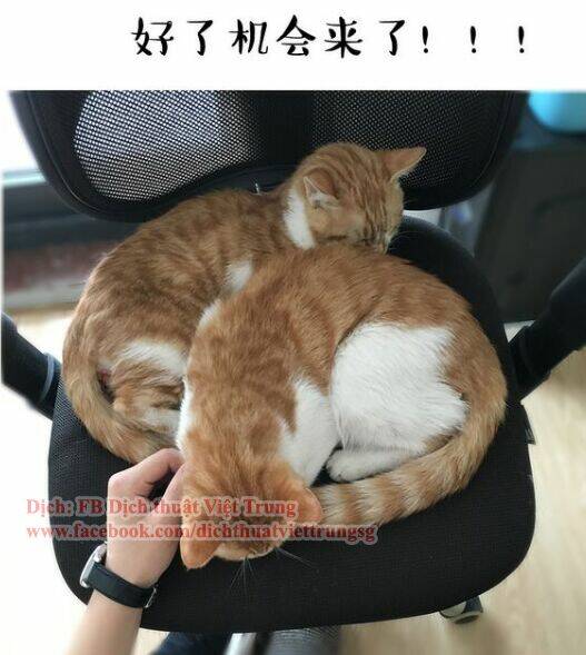 đại thánh và tiểu yêu chapter 30 11