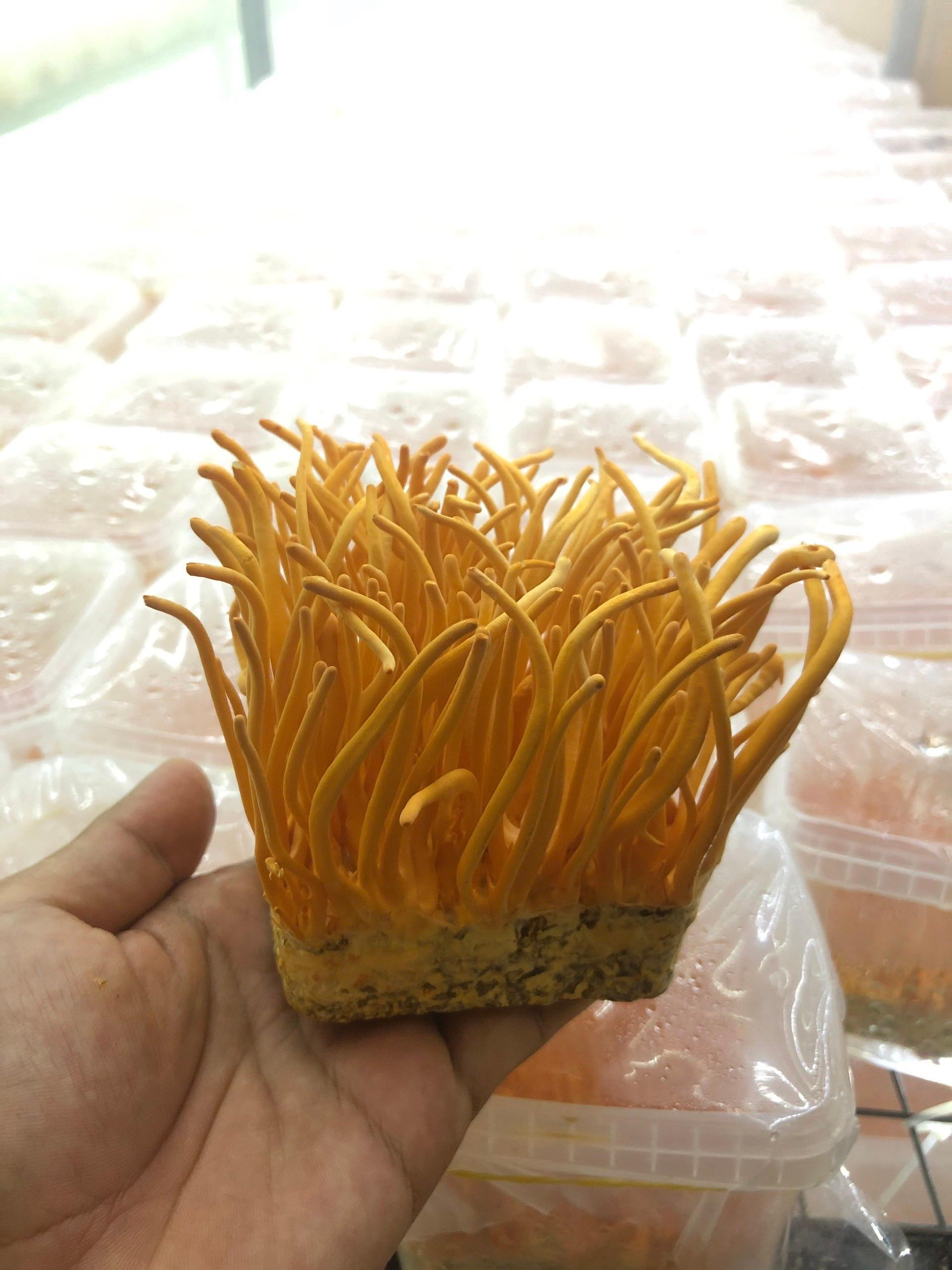 Đông trùng hạ thảo TƯƠI