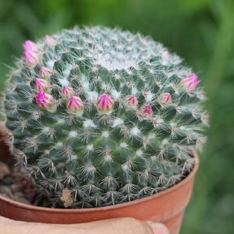 Hạt giống hoa xương rồng bánh sinh nhật 20 hạt/gói