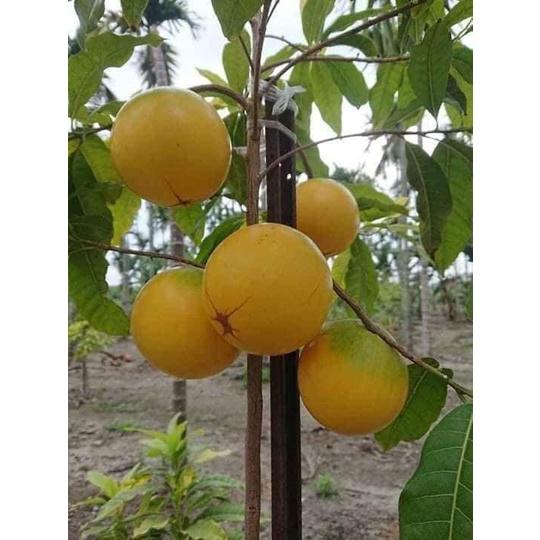 SẢN PHẨM: COMBO 2 CÂY GIỐNG VÚ SỮA HOÀNG KIM .