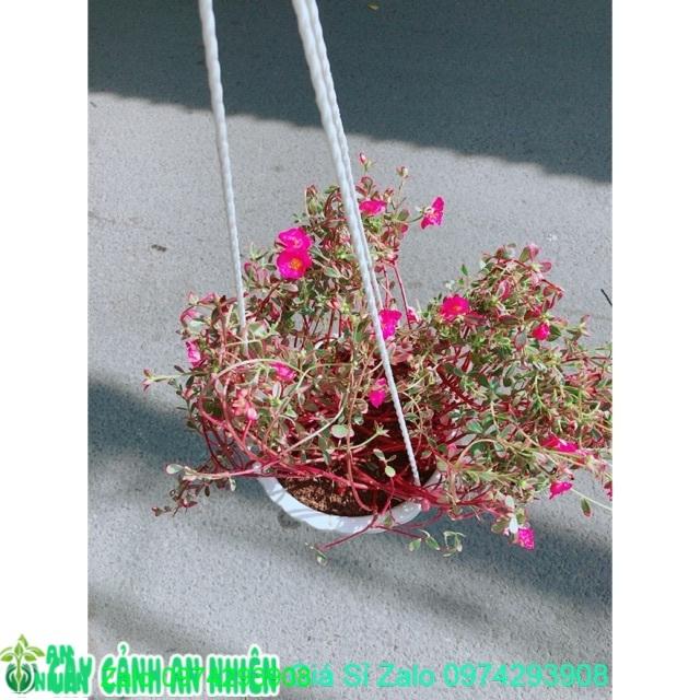 Bụi Hoa Mười Giờ Sam Giống Mới